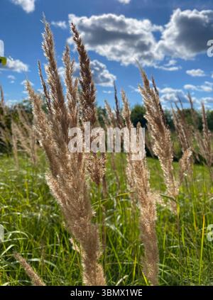 A stunningly picturesque scene of tall grasses swaying gently under a bright blue sky adorned with fluffy clouds Stock Photo