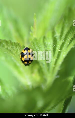A yellow ladybird with a black pattern on a green leaf in green nature with plenty of text space Stock Photo