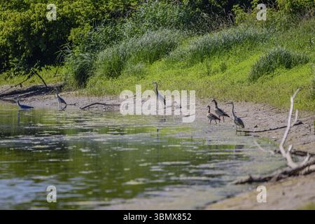 Grey herons (Ardea cinerea), Egyptian geese (Alopochen aegyptiaca) and mallards (Anas platyrhynchos) stand on the sandy bank of a river, surrounded by Stock Photo