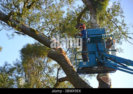 GREYMOUTH, NEW ZEALAND, 2025: Sawdust flies as an arborist cuts the branch off a New Zealand black pine tree, cut under permit. Stock Photo