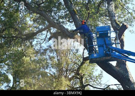 GREYMOUTH, NEW ZEALAND, 2025: Sawdust flies as an arborist cuts the branch off a New Zealand black pine tree, cut under permit. Stock Photo
