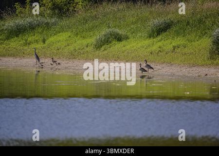 Grey herons (Ardea cinerea), Egyptian geese (Alopochen aegyptiaca) and mallards (Anas platyrhynchos) cavort on the banks of a river, surrounded by gre Stock Photo