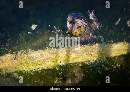 Bombina Variegata aka yellow-bellied toad baby is resting in the pond. Threatened species of amphibian in Czech republic. Stock Photo