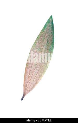 It is One dry eucalyptus leaf isolated on white. Stock Photo