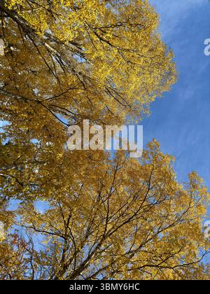 Looking up at a tree with bright yellow leaves and a clear blue sky in autumn. Stock Photo