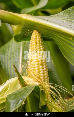 corn cob in the corn field just before harvest Stock Photo