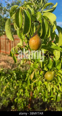 Small fruits on a pear tree. Pears on tree branches. Trees and fruits. Growing the harvest Stock Photo