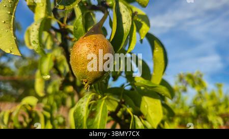 Small fruits on a pear tree. Pears on tree branches. Trees and fruits. Growing the harvest Stock Photo