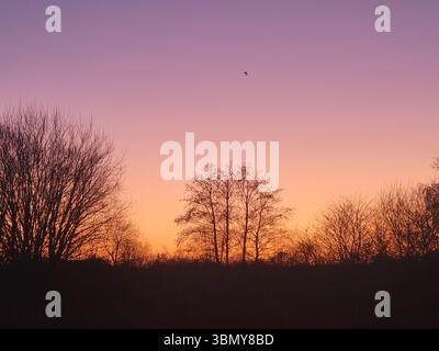 Tranquil sunset over silhouetted trees and gradient sky Stock Photo