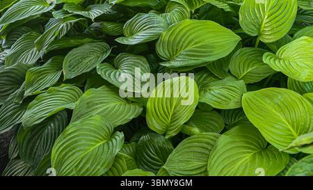 Large leaves of green hosta in raindrops at the dacha. Large bushes. Decorative flowers Stock Photo