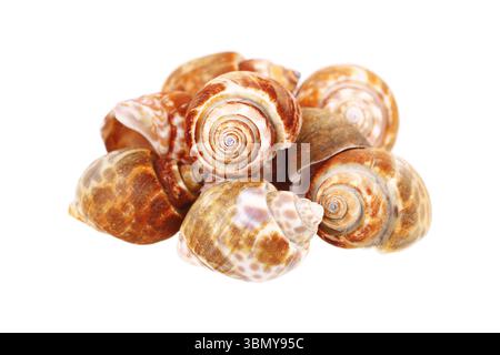 it is clams isolated on white. Stock Photo
