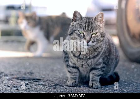 Young stray cats relaxing in the backyyard. Stock Photo