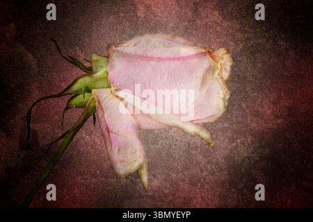 A dying pink Rose flower on a distressed background Stock Photo