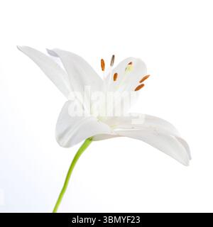 A white Lily flower photographed against a plain white background, showing bright orange pollen Stock Photo
