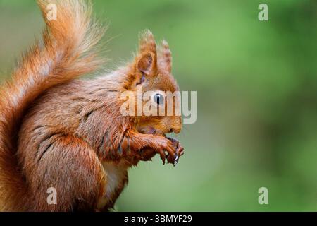 A British Red Squirrel, (Sciurus vulgaris), also known as the Eurasian Red Squirrel, sitting on it's haunches and eating a Hazelnut Stock Photo