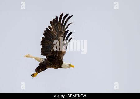 Bald Eagle (Haliaeetus leucocephalus) in flight against the overcast sky, Wyoming, USA. Stock Photo