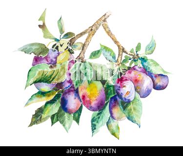 Plum branch with leaves, watercolor illustration. Hand drawn branch ...