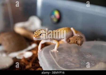 Leopard Gecko, The Natural Beauty of an Exotic Pet Stock Photo
