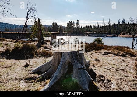 An old tree stump on the shore of Oderteich in the Harz Mountains, surrounded by sparse vegetation and shimmering water under a blue sky. Stock Photo