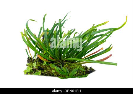 Fern Isolate Beautiful composition with fern and other tropical leaves on white background. Fern leaf, Ornamental foliage, Fern isolated on white back Stock Photo