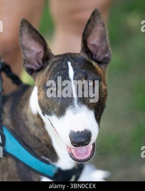 Smiling colored bull terrier looking up at the camera for a close up photo Stock Photo