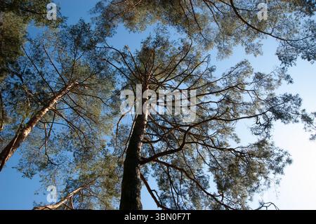 Pine trunks and branches reach toward the blue sky, seen from below on a clear summer day. Stock Photo