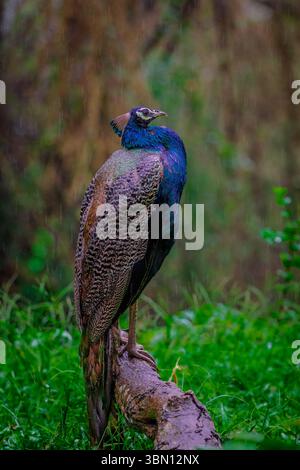 beautiful peacock stands under rain with wet feathers in close up Stock Photo