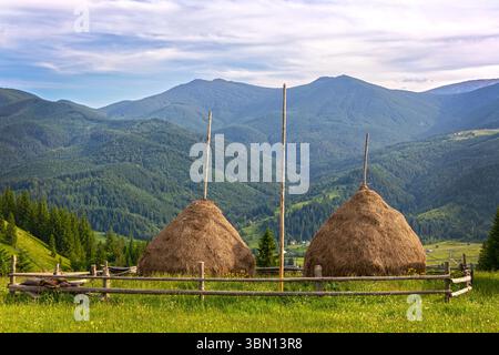 Haystacks on Mountain Meadow with Forest View. Traditional haystacks enclosed by wooden fence on a grassy hill, overlooking a vast forested mountain Stock Photo