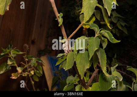 Praying Mantis Egg case (Ootheca ) on the plant stem of a witches hat flower in a Southern California Garden . USA Stock Photo