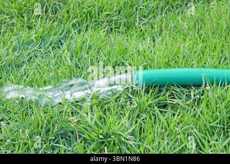 It is Watering green grass by using rubber tube. Stock Photo