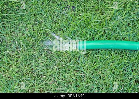It is Watering green grass by using rubber tube. Stock Photo