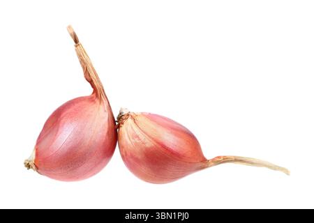 it is two shallots isolated on white. Stock Photo