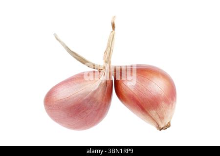 it is two shallots isolated on white. Stock Photo