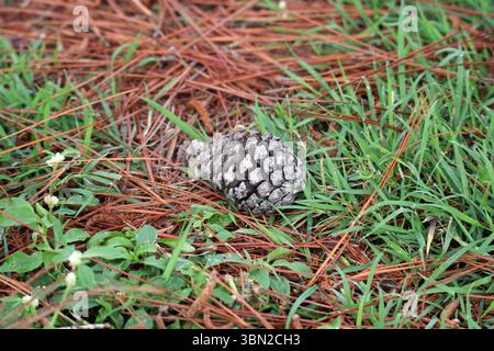 Pine cone lying on the ground with pine needles and grass Stock Photo
