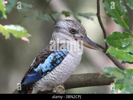 Blue-winged kookaburra bird sitting on a tree branch Stock Photo