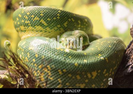 Green tree python (Morelia viridis), Germany, Europe Stock Photo