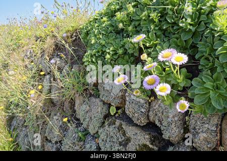 Wallflowers, flowering plants on a stone wall by the roadside at Land's End. Land's End, the tip of the headland in the west of Cornwall, is the most Stock Photo
