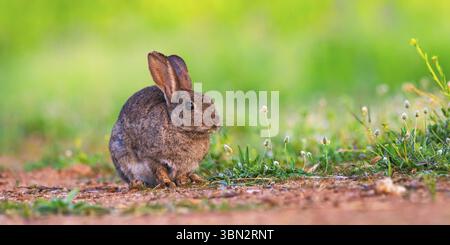 European Rabbit, Oryctolagus cuniculus, Mediterranean Forest, Castilla ...