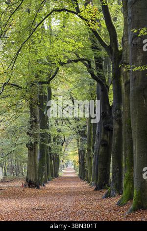 Beech avenue in the forest during autumn at Veluwe Gelderland in The Netherlands Stock Photo