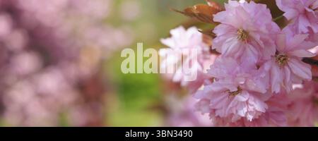 Background with blooming cherry trees and cipy space Stock Photo