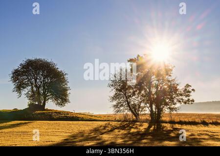 Trees in silhouette against the sun shining through the canopy in the countryside Stock Photo