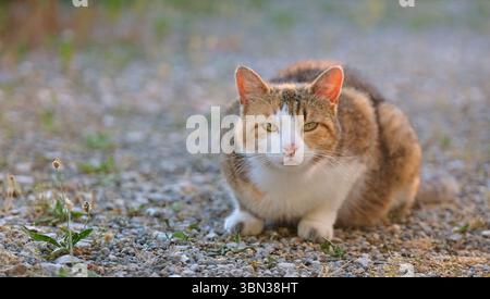 Young stray cat sitting in the backyard and looking at camera. Panoramic image with copy space. Stock Photo