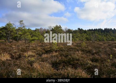 Moor eyes in the black moor in the high Rhoen, Bavaria, Germany, with blue sky, clouds and trees, Europe Stock Photo