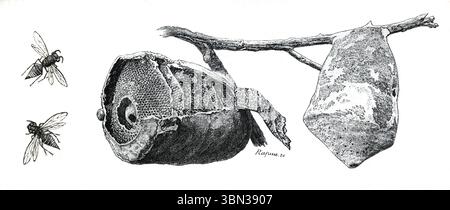 Nest of Paper Wasps. Vintage or Historic Engraving or Illustration 1866 Stock Photo