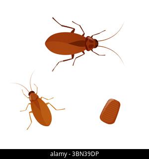 Cockroach Development Cockroach lifecycle showing growth stages from nymph to adult insect ...