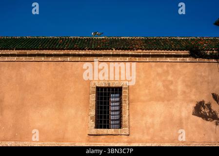 facade of old orange house with window and wrought iron grate with seagulls perched on the roof of old terracotta tiles in the streets of Essaouira in Stock Photo