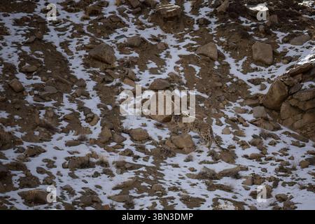 Snow Leopard (Panthera uncia) in the wild in Ladakh India during winter. Old male Snow Leopard. Stock Photo