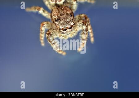 Jumping spider in front of blue sky, sitting on window Stock Photo