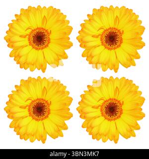it is four beautiful gorgeous yellow gerbera flowers isolated on white. Stock Photo