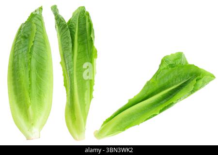 it is fresh organic green cos lettuce or romaine lettuce isolated on white. Stock Photo